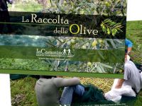 incammino_olive
